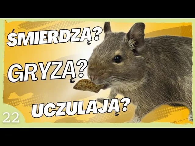 Czy koszatniczka uczula? Rzadkie alergie i co musisz wiedzieć Czy koszatniczka uczula? Rzadkie alergie i co musisz wiedzieć