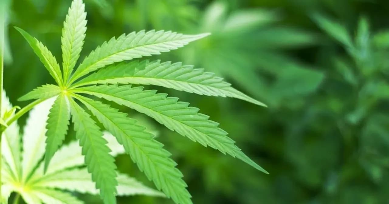 Czy medyczną marihuanę można palić publicznie? Sprawdź przepisy i ryzyko Czy medyczną marihuanę można palić publicznie? Sprawdź przepisy i ryzyko