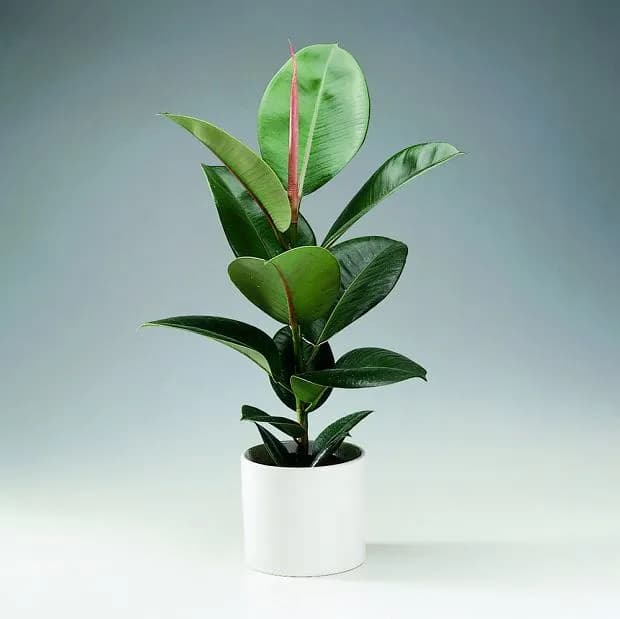 Czy kwiaty doniczkowe uczulają? Dowiedz się, które rośliny są bezpieczne Czy kwiaty doniczkowe uczulają? Dowiedz się, które rośliny są bezpieczne