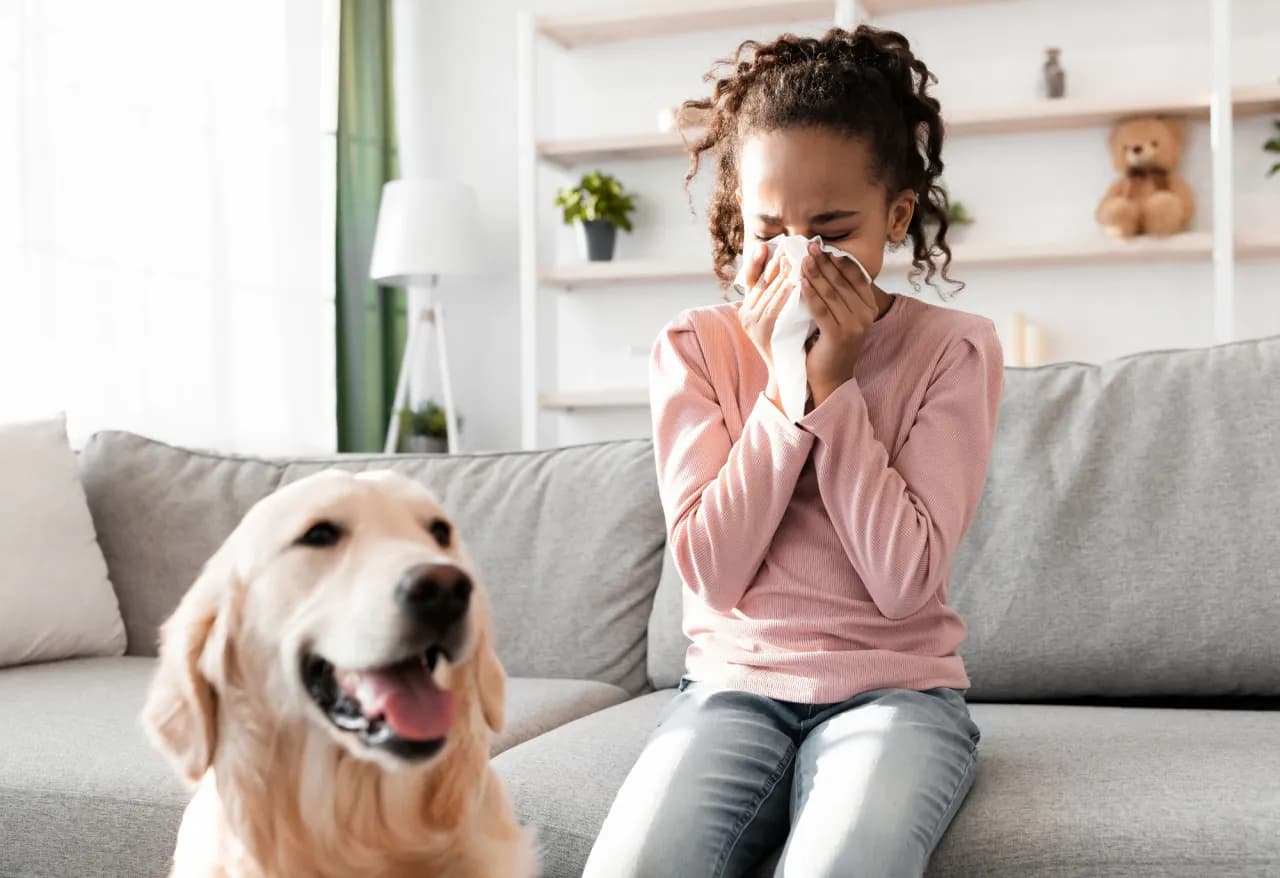 Czy golden retriever uczula? Sprawdź, jak uniknąć alergii! Czy golden retriever uczula? Sprawdź, jak uniknąć alergii!