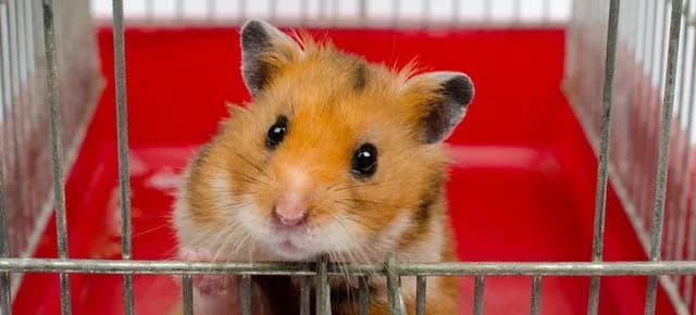 Czy chomik uczula dzieci? Objawy alergii, które warto znać Czy chomik uczula dzieci? Objawy alergii, które warto znać