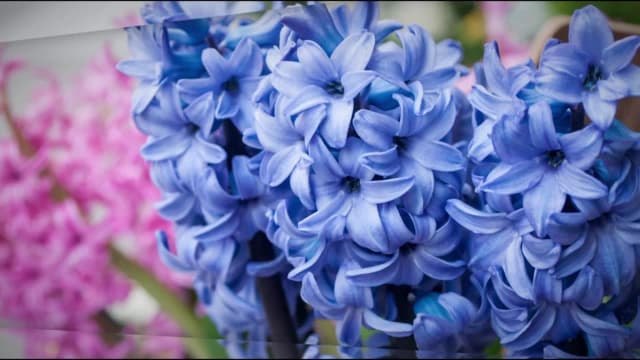 Czy hiacynt uczula? Sprawdź objawy alergii i jak ich unikać Czy hiacynt uczula? Sprawdź objawy alergii i jak ich unikać