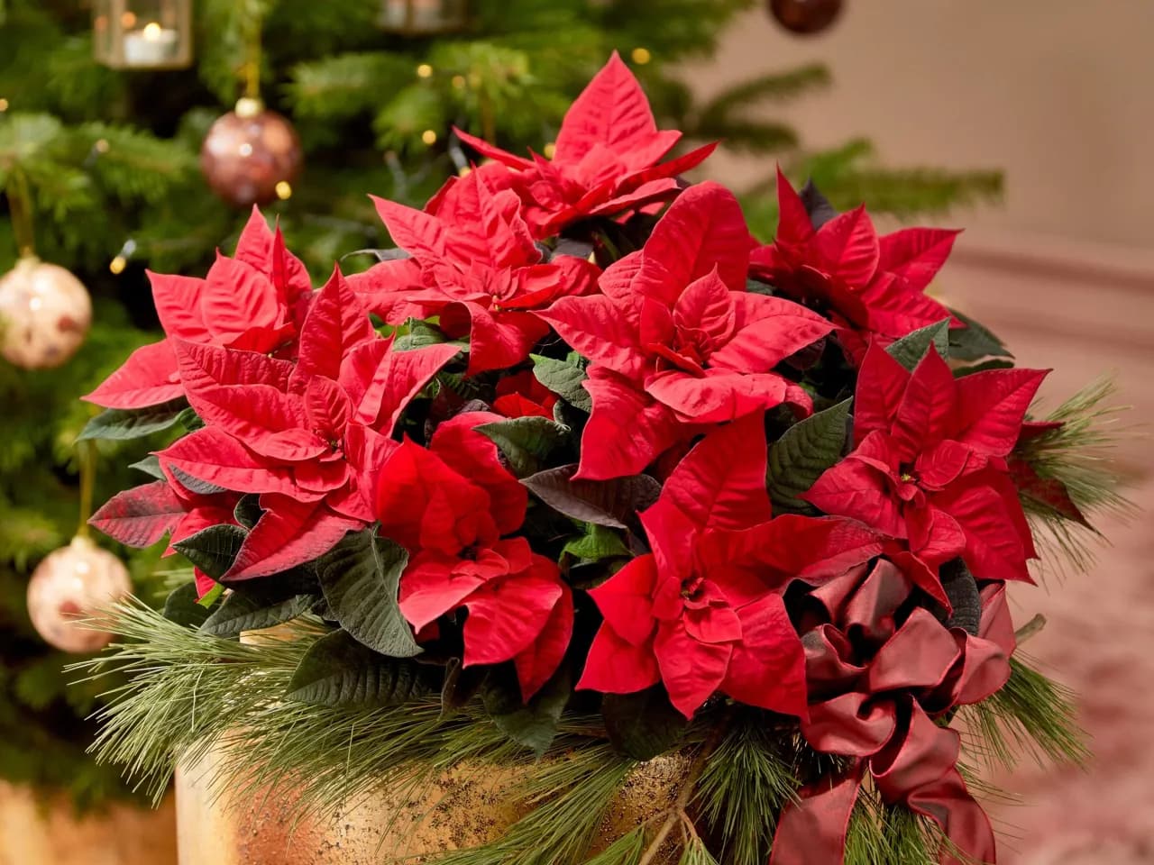 Czy gwiazda betlejemska uczula? Sprawdź ryzyko alergii i objawy Czy gwiazda betlejemska uczula? Sprawdź ryzyko alergii i objawy