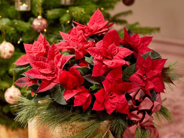 Czy gwiazda betlejemska uczula? Sprawdź ryzyko alergii i objawy Czy gwiazda betlejemska uczula? Sprawdź ryzyko alergii i objawy