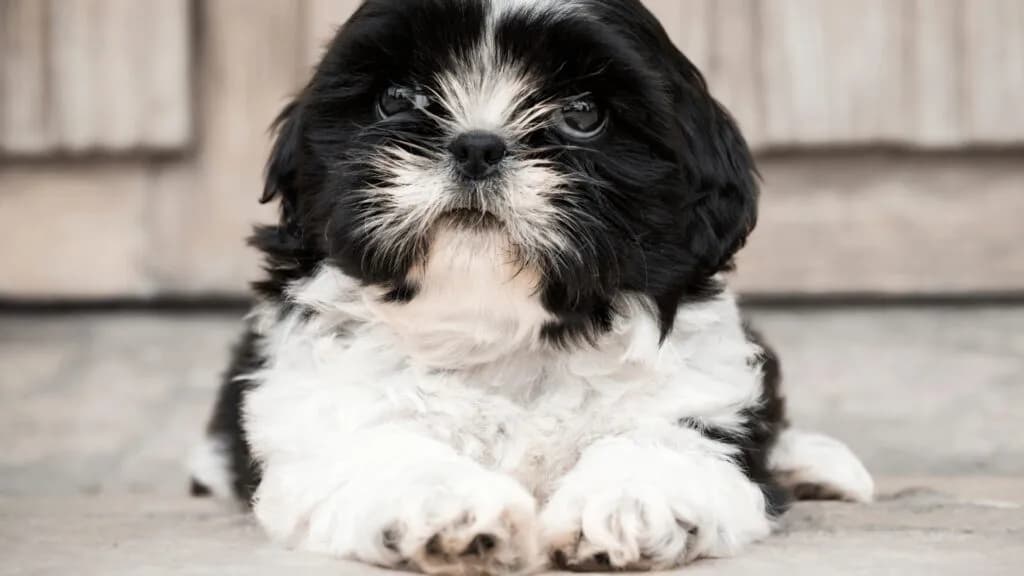 Czy shih tzu uczula? Odkryj prawdę o alergiach i psach Czy shih tzu uczula? Odkryj prawdę o alergiach i psach