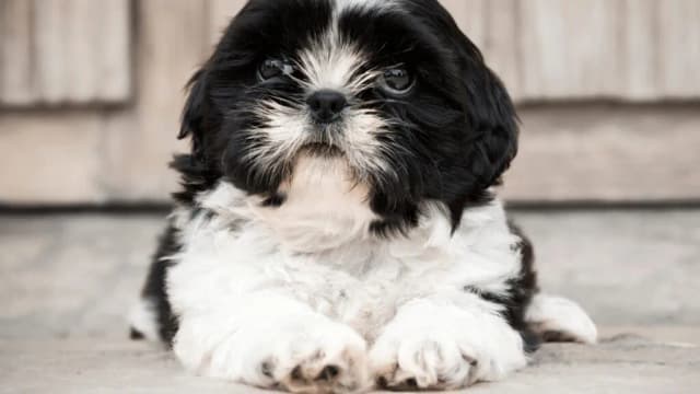 Czy shih tzu uczula? Odkryj prawdę o alergiach i psach Czy shih tzu uczula? Odkryj prawdę o alergiach i psach