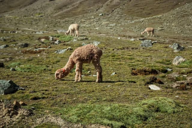 Czy wełna z alpaki uczula? Odkryj prawdę o jej hipoalergiczności Czy wełna z alpaki uczula? Odkryj prawdę o jej hipoalergiczności
