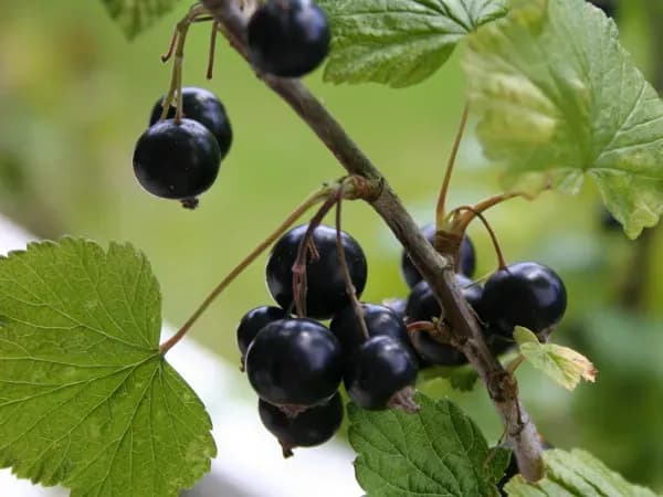 Czy czarna porzeczka uczula? Sprawdź, co musisz wiedzieć o alergiach Czy czarna porzeczka uczula? Sprawdź, co musisz wiedzieć o alergiach