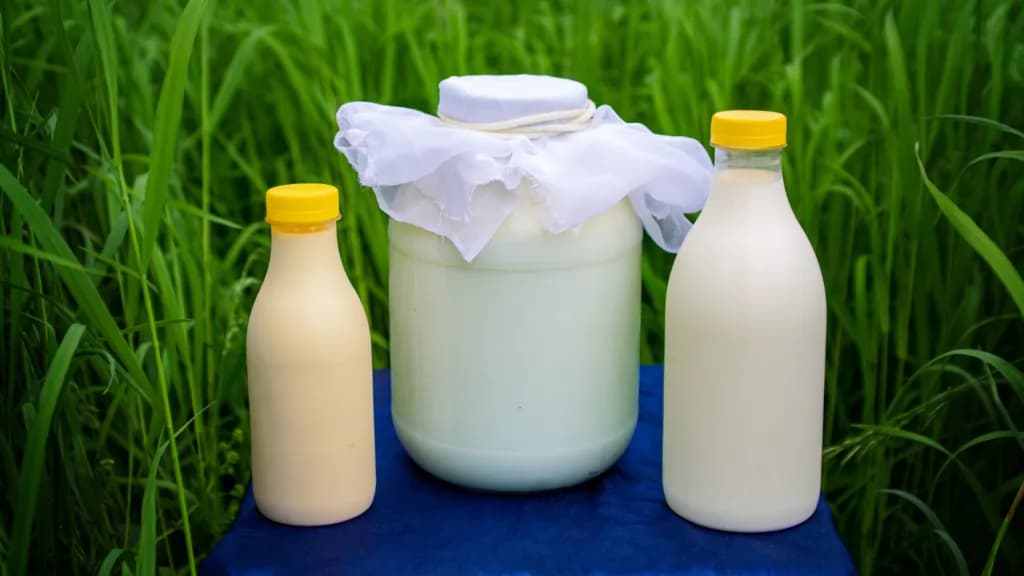 Czy mleko kozie uczula? Sprawdź, czy jest bezpieczne dla alergików Czy mleko kozie uczula? Sprawdź, czy jest bezpieczne dla alergików