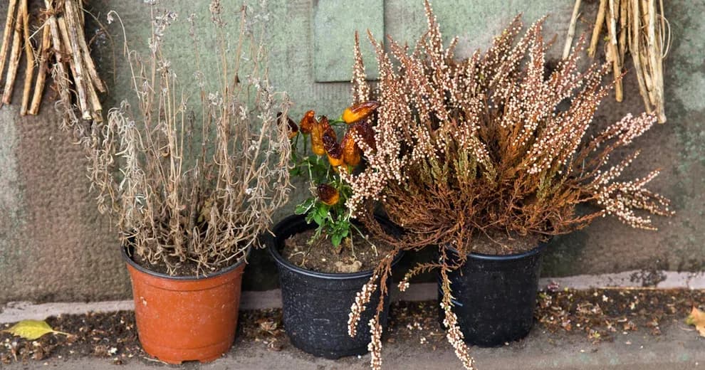 Czy wrzos uczula? Sprawdź, czy to roślina bezpieczna dla Ciebie. Czy wrzos uczula? Sprawdź, czy to roślina bezpieczna dla Ciebie.