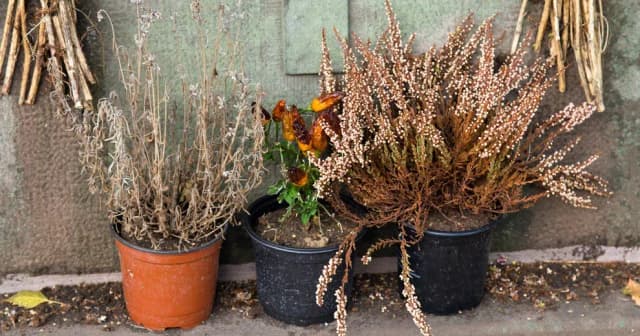 Czy wrzos uczula? Sprawdź, czy to roślina bezpieczna dla Ciebie. Czy wrzos uczula? Sprawdź, czy to roślina bezpieczna dla Ciebie.