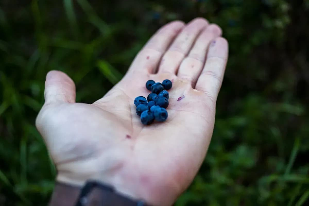 Czy jagody uczulają? Objawy alergii i jak ich unikać Czy jagody uczulają? Objawy alergii i jak ich unikać