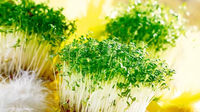 Czy rzeżucha uczula? Sprawdź, czy możesz ją jeść bez ryzyka Czy rzeżucha uczula? Sprawdź, czy możesz ją jeść bez ryzyka