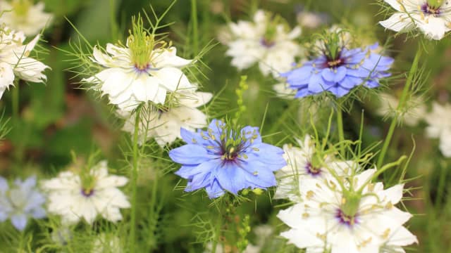 Czy czarnuszka uczula? Objawy alergii, które mogą Cię zaskoczyć Czy czarnuszka uczula? Objawy alergii, które mogą Cię zaskoczyć