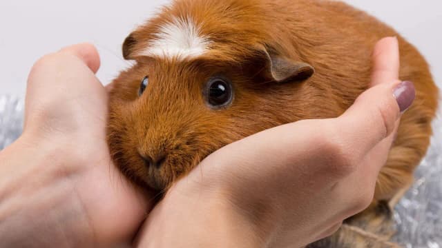 Czy chomik uczula? Objawy alergii i jak je złagodzić Czy chomik uczula? Objawy alergii i jak je złagodzić