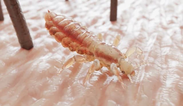 Czy leki na robaki są na receptę? Sprawdź dostępność i bezpieczeństwo Czy leki na robaki są na receptę? Sprawdź dostępność i bezpieczeństwo