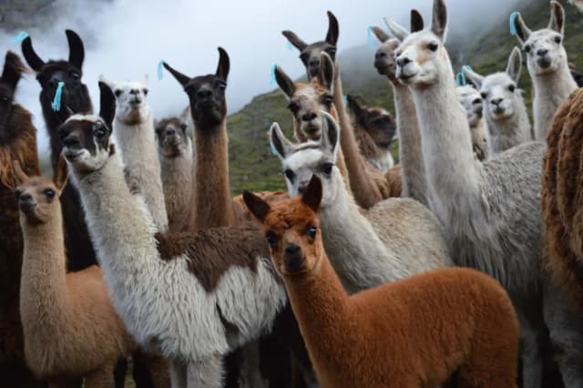 Czy alpaka uczula? Odkryj hipoalergiczne właściwości wełny alpaki Czy alpaka uczula? Odkryj hipoalergiczne właściwości wełny alpaki