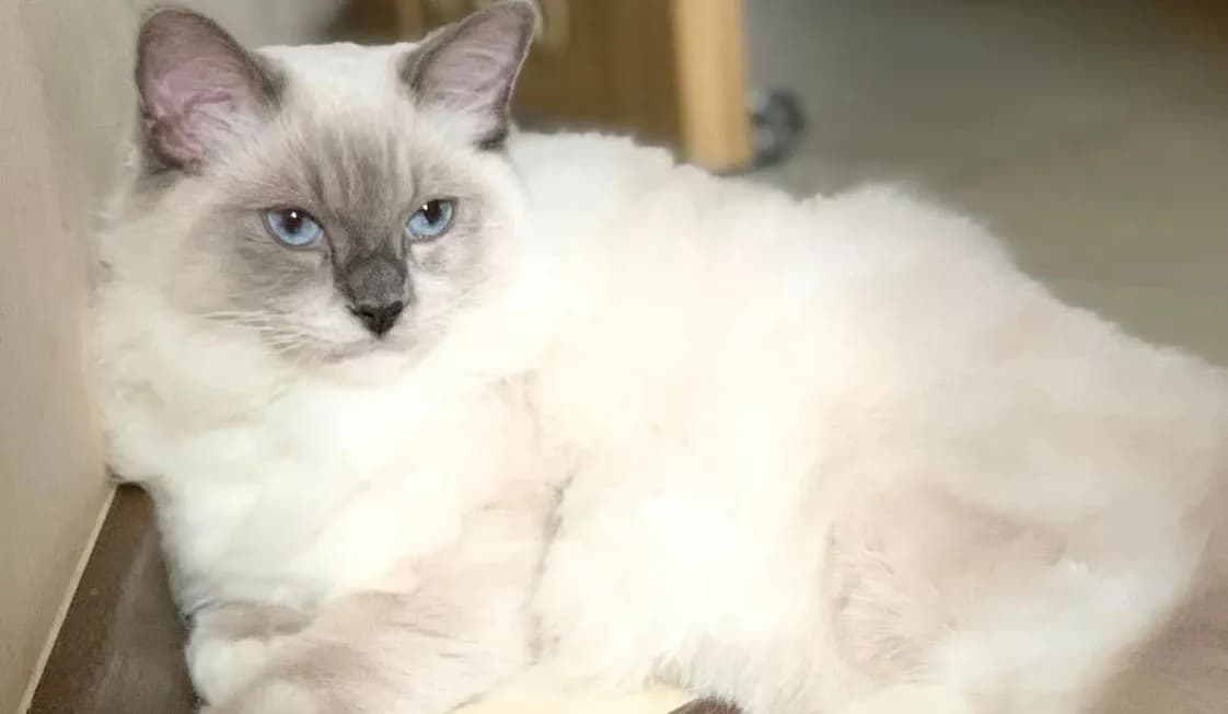 Czy ragdolle uczulają? Odkryj prawdę o alergenach tych kotów Czy ragdolle uczulają? Odkryj prawdę o alergenach tych kotów