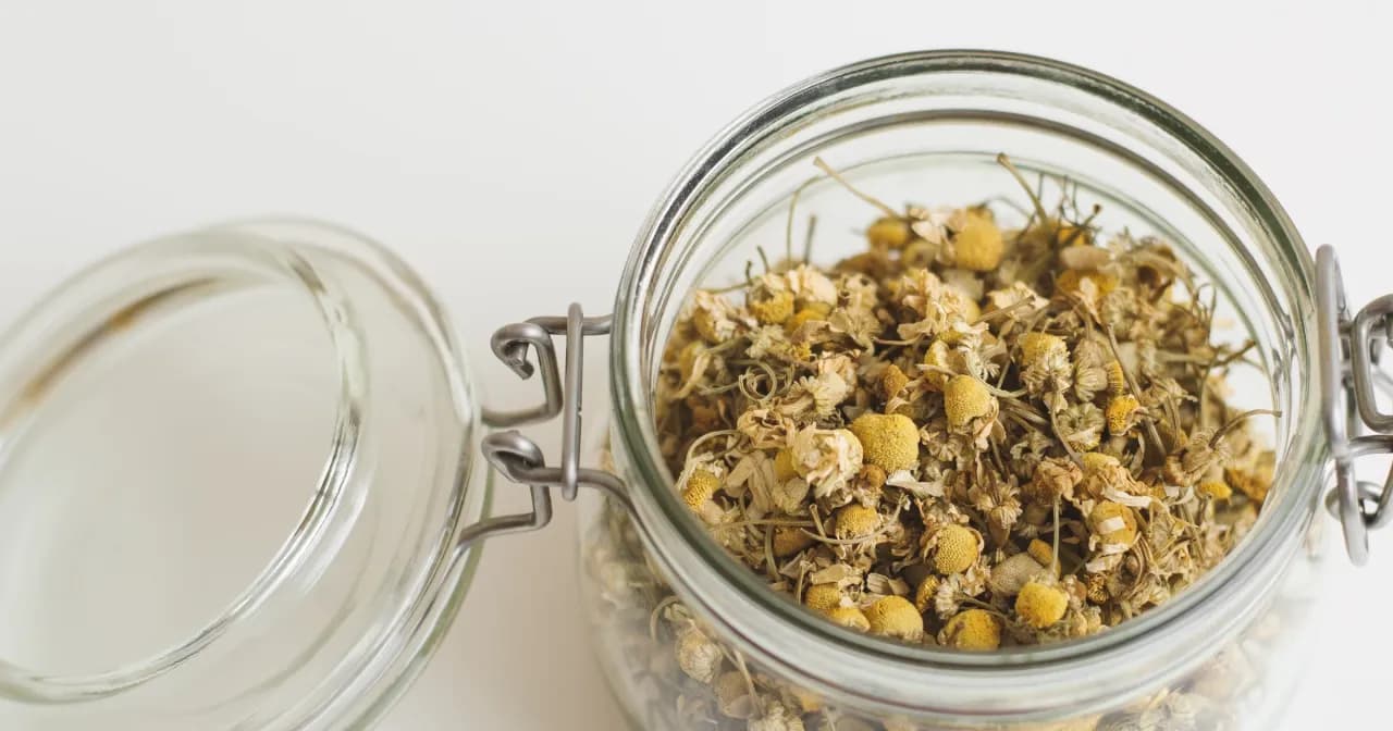 Czy herbatka rumiankowa może uczulać? Objawy i zagrożenia dla zdrowia Czy herbatka rumiankowa może uczulać? Objawy i zagrożenia dla zdrowia