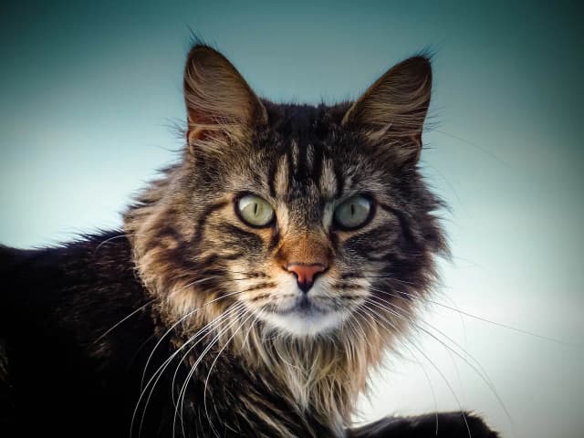 Maine Coon czy uczula? Prawda o alergiach i kotach tej rasy Maine Coon czy uczula? Prawda o alergiach i kotach tej rasy