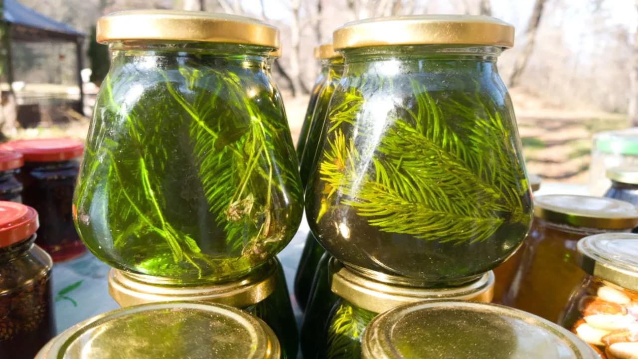 Czy syrop z sosny może uczulać? Zobacz, co musisz wiedzieć Czy syrop z sosny może uczulać? Zobacz, co musisz wiedzieć